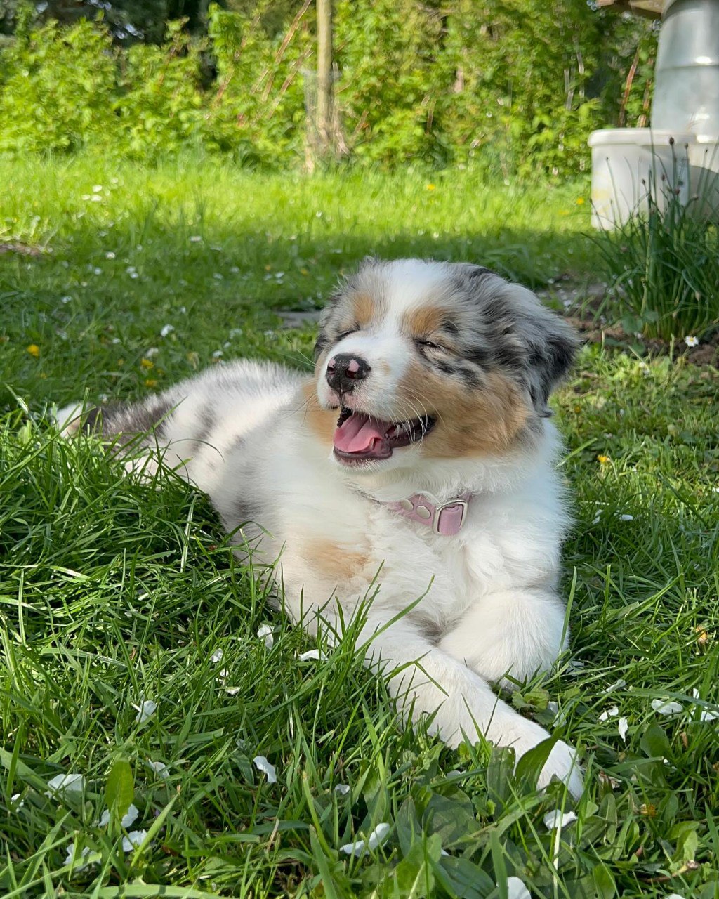 Annie - Australian Shepherd Puppy